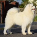 UNITED DREAMS ONE LOVE Sesto Senso 