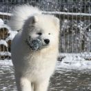 Smiling Snowball HER BESTSELLER