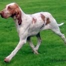 CALDAFERRA Loyal Point