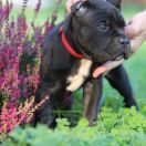 CALINECZKA Corsoo Mania