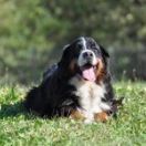 CALVET VAN'T RIJKENSPARK