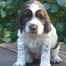 CAPRICA ESCAPE de la Reine des Violettes