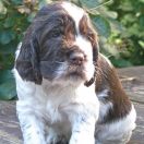 CAPTAIN MOONLIGHT de la Reine des Violettes