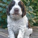 CAR PATTES de la Reine des Violettes