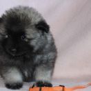 CARDIA Gorczańska Opowieść