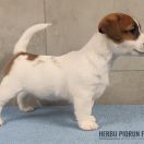 CARLOS Herbu Piorun (FCI)