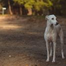 CARMEN Paka Czworaka