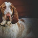 CATERINA Loyal-Point