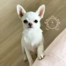 Hell Girl Unique Love FCI