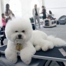 DALIA Owieczka Świętokrzyska FCI 