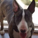 CHERSI HANNIBAL LECTER Sula Bassana