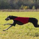 Borzomir Barfar Aman