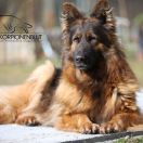 MACEDONIA von SKORPIONENBLUT