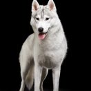 FIRE IN PAWS THE STORMBORN DRAGON QUEEN 