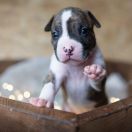 TOULOUSE Because of Crazy Time 