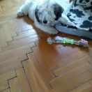 BŁYSKAWICA GRACJA Futrzaki Bałtyku FCI