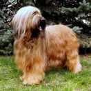 QUANTICA El`Bridorado