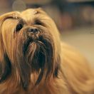 ChPL, JChPL MONTGOMERY ALABAMA Lhamco Laco