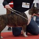 JCH,CHPL,GRAND Champion PL Coloroco YOCCO