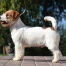 Design Da Vinci By Pemiko