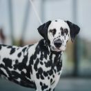 Lacrima Christi Cockta