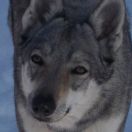 IVY Unter Wölfen FCI