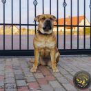 Ch Pl GIGI GRANT Corde Bellator(FCI) 