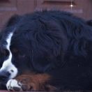 DARWIN MOLLY´S YARD