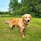 Havana Anavi Gold Star