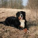 Akira z Lipowskiego grodu