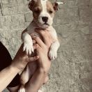 California Vivir Perros 