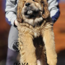 BAYA Fear Faire (FCI)