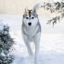 Hakuna Vota Starlight Princess