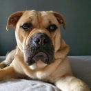 HOLLYWOOD Sleepy Hollow Ranch