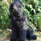 Czad Magiczna Czerń FCI