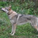 VARVARA KRASA IZ VITAIRII