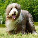 Bonny and Clyde's Zaint Tropez