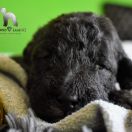 ROZALIA Diamond Lamb