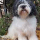 HAFIZ-CHAIR CHARDASH