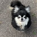 Chicostars miss streetfighter 