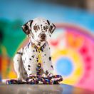 ATTACCA SUBITO Collina Nera