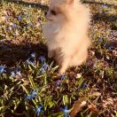 KOKOLINA Dogomania FCI