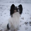 Ch.Pl,Ch.Lt INGRID Fasion First