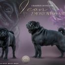 CH.PL LEON z MOSTOWEGO SADU