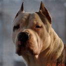 CHAMP POKEROWY ŻYWOT of Top Power 