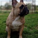 CHANEL Dogs from Łęki