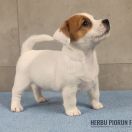 CHANEL Herbu Piorun (FCI)