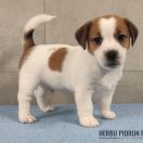 CHARLY Herbu Piorun (FCI)