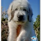 CHARMING SORIN Collis Amores 