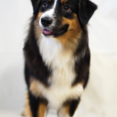 Cherry Blosom Pink Pink 